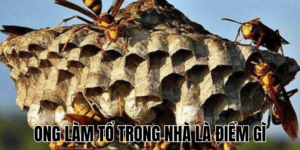 Ảnh Thumb bài viết (13) min