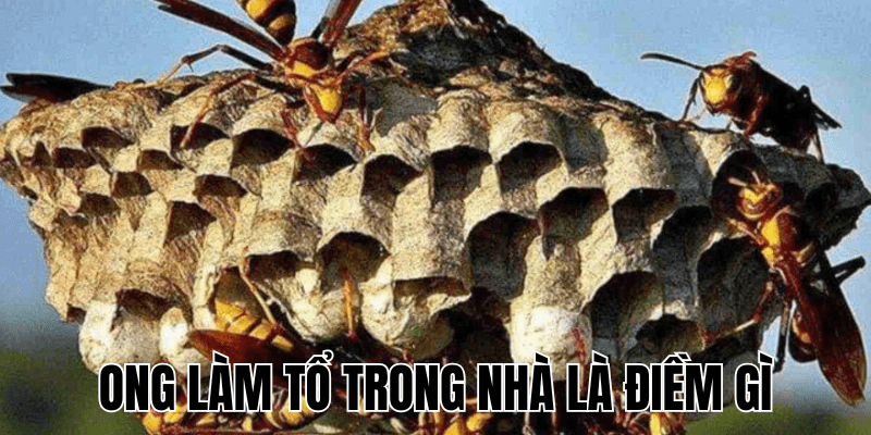 Ảnh Thumb bài viết (13) min