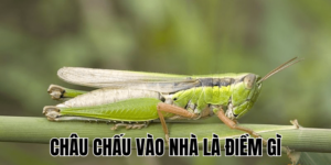 Ảnh Thumb bài viết (26) min