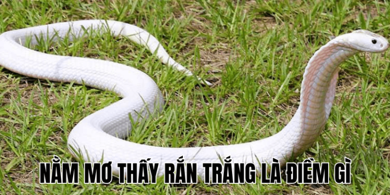 Nằm Mơ Thấy Rắn Trắng Là Điềm Gì? Giải Mã Chi Tiết - ToónFamilies