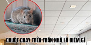 Ảnh Thumb bài viết (4) min