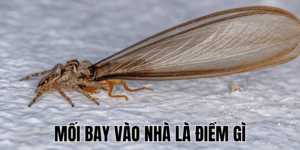 Ảnh Thumb bài viết (4) min