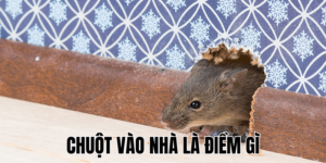 Ảnh Thumb bài viết (5) min