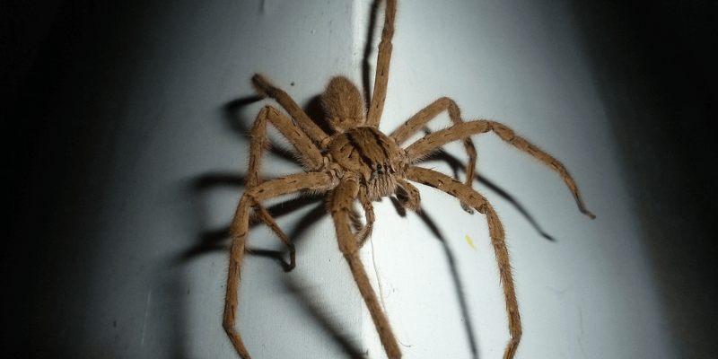 warhammerlore.com (12) min