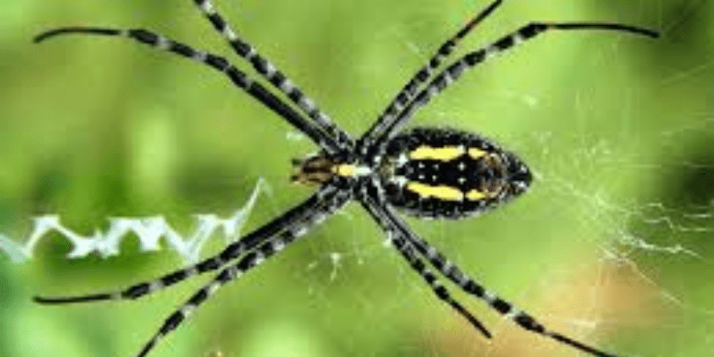 warhammerlore.com (14) min