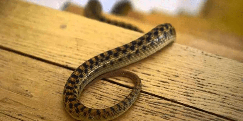 warhammerlore.com (15) min