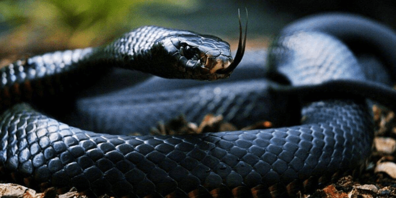 warhammerlore.com (16) min