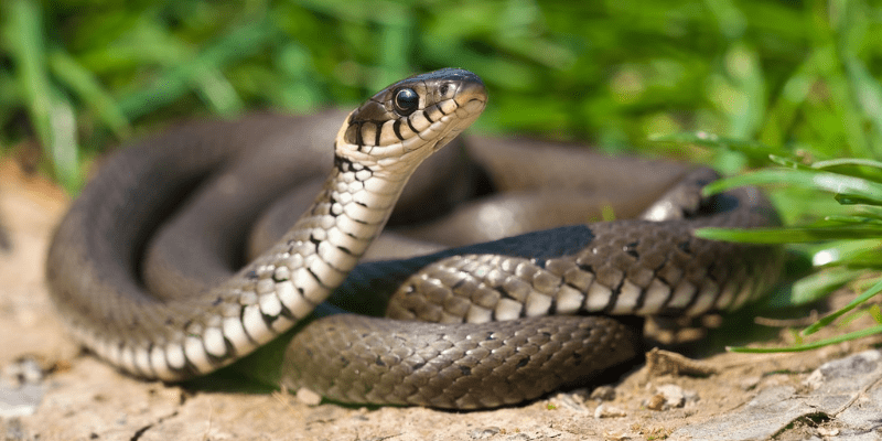 warhammerlore.com (17) min