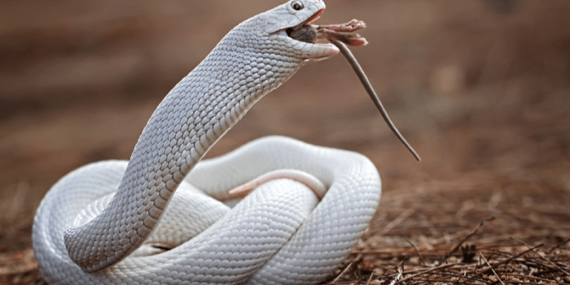 warhammerlore.com (51) min