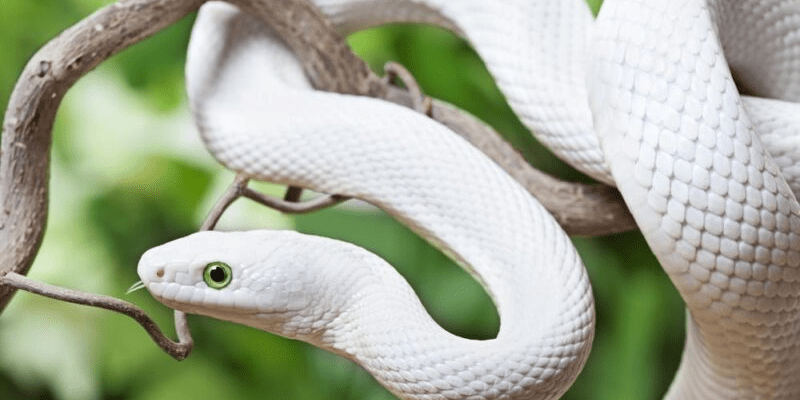 warhammerlore.com (52) min