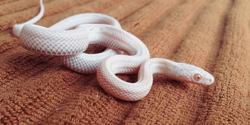 warhammerlore.com (53) min