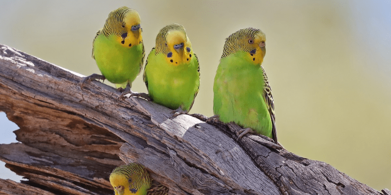 warhammerlore.com (56) min