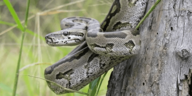 warhammerlore.com (59) min