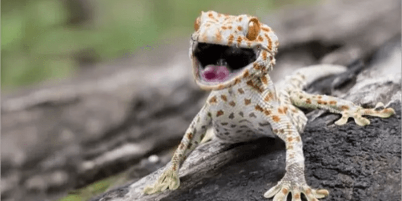 warhammerlore.com (90) min