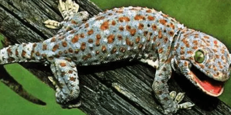 warhammerlore.com (91) min