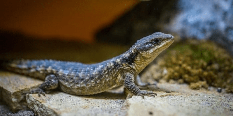 warhammerlore.com (92) min